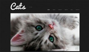 cat-wordpress-themes